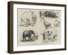 Sketches of Jumbo, the African Elephant, at the Zoological Gardens-null-Framed Giclee Print