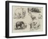 Sketches of Jumbo, the African Elephant, at the Zoological Gardens-null-Framed Giclee Print