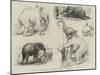 Sketches of Jumbo, the African Elephant, at the Zoological Gardens-null-Mounted Giclee Print