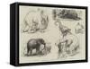 Sketches of Jumbo, the African Elephant, at the Zoological Gardens-null-Framed Stretched Canvas