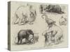 Sketches of Jumbo, the African Elephant, at the Zoological Gardens-null-Stretched Canvas