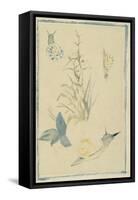 Sketches of Snails, Flowering Plant, C.1880-Edouard Manet-Framed Stretched Canvas