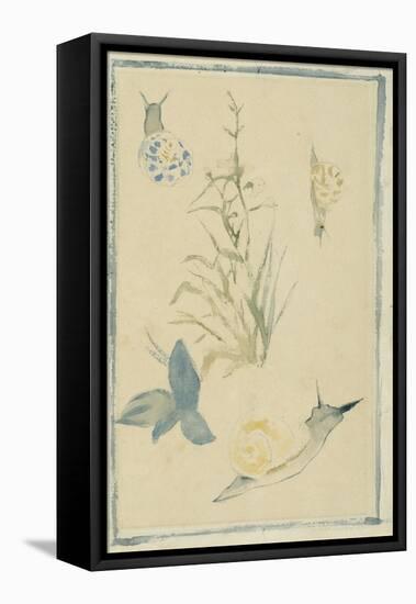 Sketches of Snails, Flowering Plant, C.1880-Edouard Manet-Framed Stretched Canvas