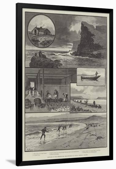 Sketches of the Behring Sea Seal-Fishery, St Paul's, Pribylov Islands-null-Framed Giclee Print