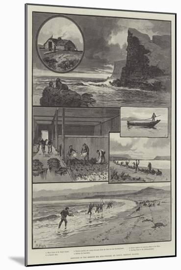 Sketches of the Behring Sea Seal-Fishery, St Paul's, Pribylov Islands-null-Mounted Giclee Print