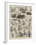 Sketches of the Cat Show at the Crystal Palace-Alfred Courbould-Framed Giclee Print