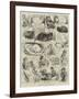 Sketches of the Cat Show at the Crystal Palace-Alfred Courbould-Framed Giclee Print