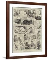 Sketches of the Cat Show at the Crystal Palace-Alfred Courbould-Framed Giclee Print