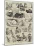 Sketches of the Cat Show at the Crystal Palace-Alfred Courbould-Mounted Giclee Print