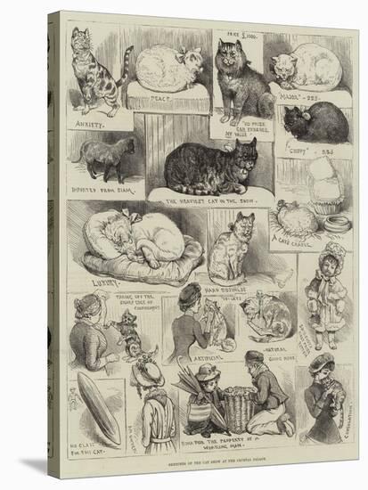 Sketches of the Cat Show at the Crystal Palace-Alfred Courbould-Stretched Canvas