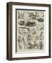Sketches of the Cat Show at the Crystal Palace-Alfred Courbould-Framed Giclee Print