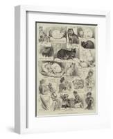 Sketches of the Cat Show at the Crystal Palace-Alfred Courbould-Framed Giclee Print