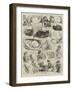 Sketches of the Cat Show at the Crystal Palace-Alfred Courbould-Framed Giclee Print