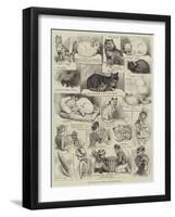 Sketches of the Cat Show at the Crystal Palace-Alfred Courbould-Framed Giclee Print