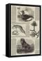 Sketches of Wildlife, Botany and Birds-null-Framed Stretched Canvas