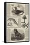 Sketches of Wildlife, Botany and Birds-null-Framed Stretched Canvas