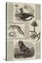 Sketches of Wildlife, Botany and Birds-null-Stretched Canvas