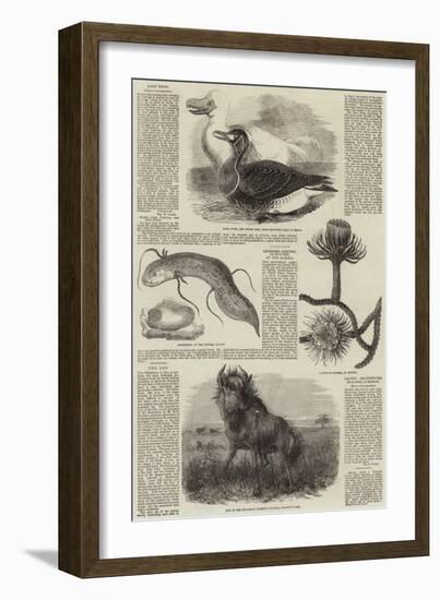 Sketches of Wildlife, Botany and Birds-null-Framed Giclee Print