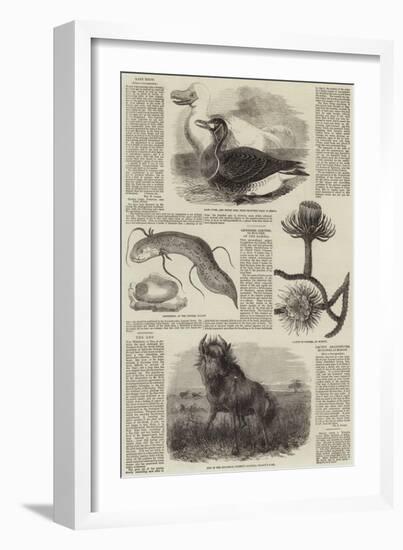 Sketches of Wildlife, Botany and Birds-null-Framed Giclee Print