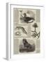 Sketches of Wildlife, Botany and Birds-null-Framed Giclee Print