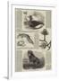 Sketches of Wildlife, Botany and Birds-null-Framed Giclee Print