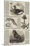 Sketches of Wildlife, Botany and Birds-null-Mounted Giclee Print