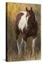 Skewbald Horse In Ranch, Martinsdale, Montana, USA-Carol Walker-Stretched Canvas