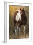 Skewbald Horse In Ranch, Martinsdale, Montana, USA-Carol Walker-Framed Photographic Print