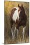 Skewbald Horse In Ranch, Martinsdale, Montana, USA-Carol Walker-Mounted Photographic Print