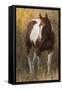 Skewbald Horse In Ranch, Martinsdale, Montana, USA-Carol Walker-Framed Stretched Canvas