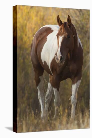 Skewbald Horse In Ranch, Martinsdale, Montana, USA-Carol Walker-Stretched Canvas