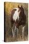 Skewbald Horse In Ranch, Martinsdale, Montana, USA-Carol Walker-Stretched Canvas