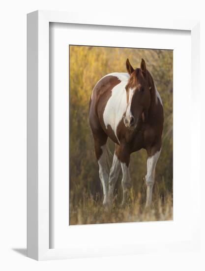 Skewbald Horse In Ranch, Martinsdale, Montana, USA-Carol Walker-Framed Photographic Print