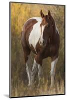 Skewbald Horse In Ranch, Martinsdale, Montana, USA-Carol Walker-Mounted Photographic Print