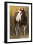 Skewbald Horse In Ranch, Martinsdale, Montana, USA-Carol Walker-Framed Photographic Print