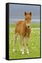 Skewbald Shetland Pony Foal on Pasture Looking into Camera-null-Framed Stretched Canvas
