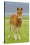 Skewbald Shetland Pony Foal on Pasture Looking into Camera-null-Stretched Canvas