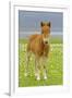 Skewbald Shetland Pony Foal on Pasture Looking into Camera-null-Framed Photographic Print