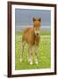 Skewbald Shetland Pony Foal on Pasture Looking into Camera-null-Framed Photographic Print