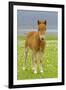 Skewbald Shetland Pony Foal on Pasture Looking into Camera-null-Framed Photographic Print