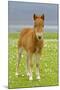 Skewbald Shetland Pony Foal on Pasture Looking into Camera-null-Mounted Photographic Print