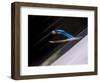 Ski Jumper in Action, Torino, Italy-Chris Trotman-Framed Photographic Print