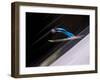 Ski Jumper in Action, Torino, Italy-Chris Trotman-Framed Photographic Print