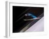 Ski Jumper in Action, Torino, Italy-Chris Trotman-Framed Photographic Print