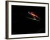 Ski Jumper in Action, Torino, Italy-Chris Trotman-Framed Photographic Print