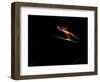 Ski Jumper in Action, Torino, Italy-Chris Trotman-Framed Photographic Print