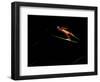 Ski Jumper in Action, Torino, Italy-Chris Trotman-Framed Photographic Print