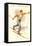 Ski Montana, Vintage Cross Country Skier-null-Framed Stretched Canvas