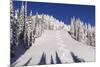 Ski Tracks Off of Lodi at Whitefish, Mountain Resort, Montana, Usa-Chuck Haney-Mounted Photographic Print