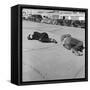 Skid Row San Francisco-null-Framed Stretched Canvas